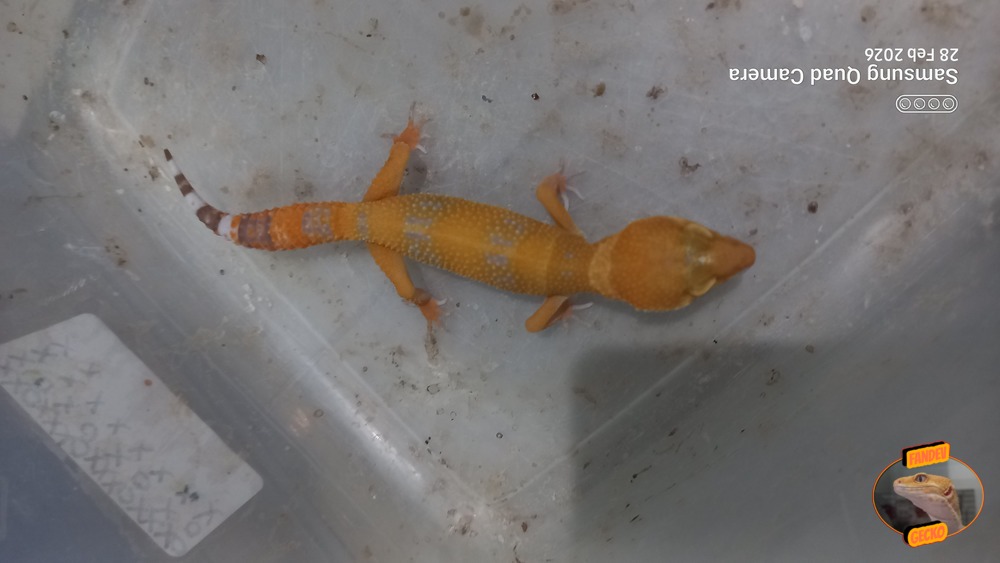 Sunglow Tremper Lavender p Giant Albino