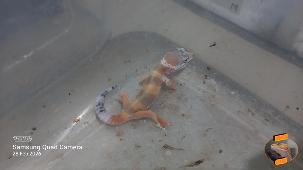 SHTCTB p Giant h Tremper