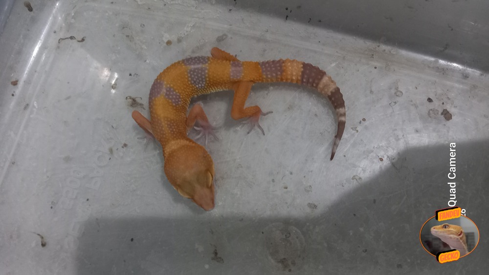 Sunglow Tremper Lavender p Giant Albino