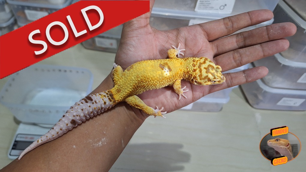 Macksnow Eclipse Lemonfrost Tremper Albino