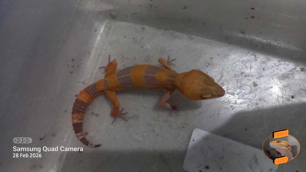 Sunglow Tremper Lavender p Giant Albino