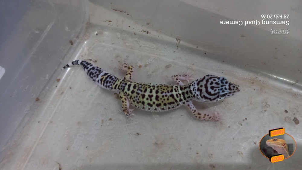 Blacknight Macksnow h Tremper
