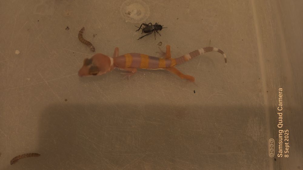 Sunglow Tremper Lavender p Giant Albino