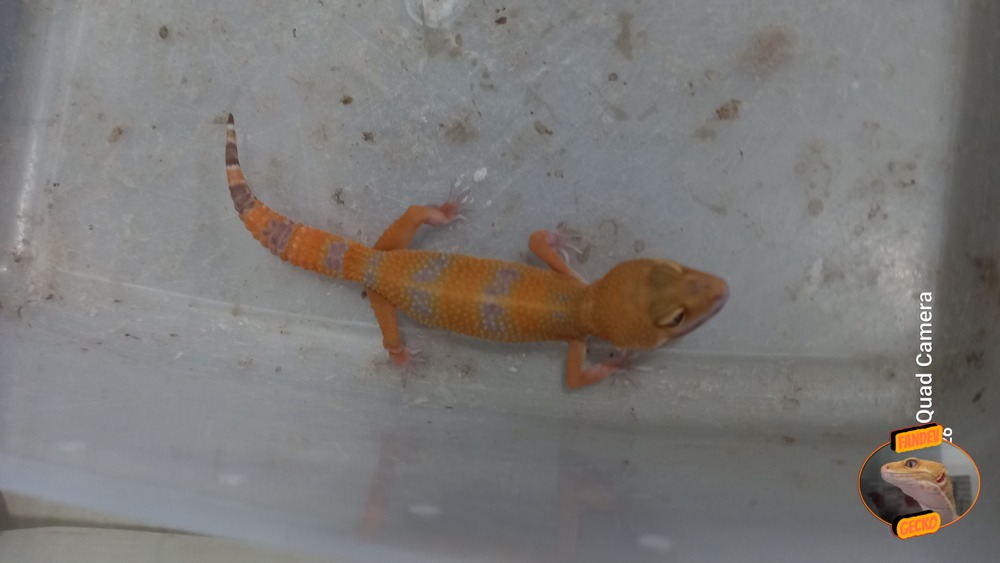 Sunglow Tremper Lavender p Giant Albino