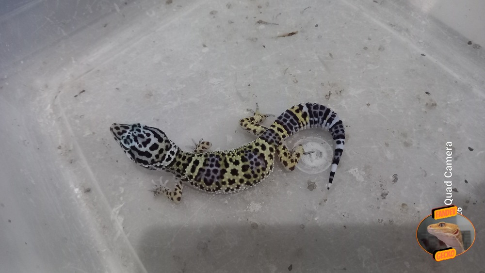 Blacknight Macksnow h Tremper