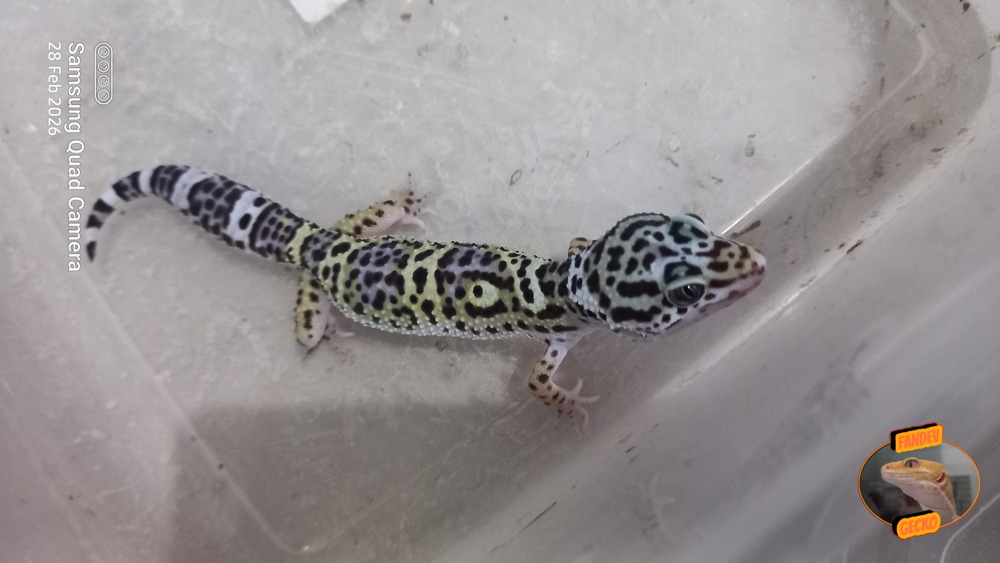 Blacknight Macksnow h Tremper