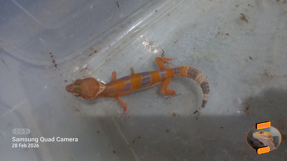 Sunglow Tremper Lavender p Giant Albino