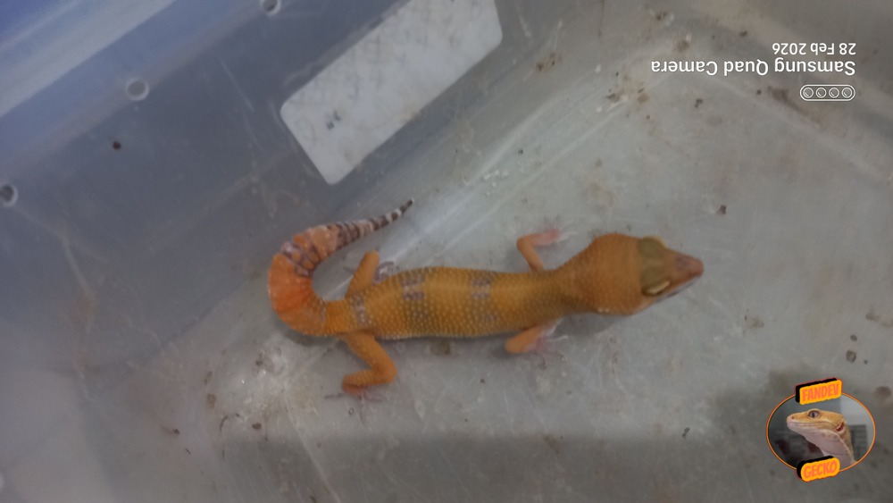 Sunglow Tremper Lavender p Giant Albino