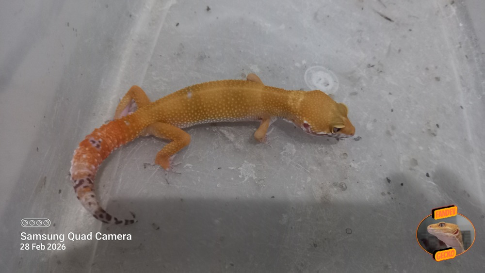 Sunglow Tremper Lavender p Giant Albino