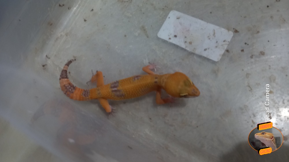 Sunglow Tremper Lavender p Giant Albino