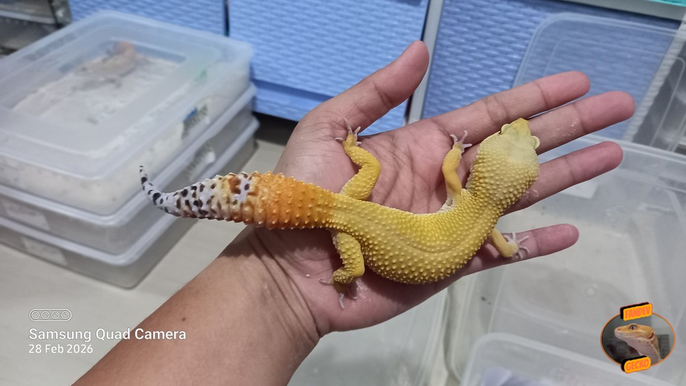 Dark Hypo Tangerine CT Giant h Tremper