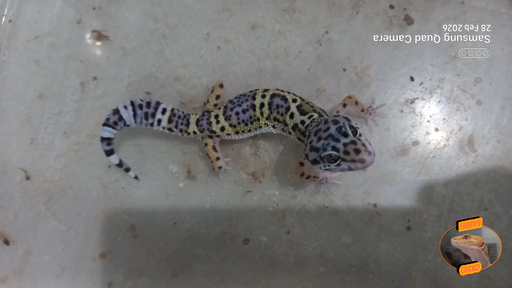 Blacknight Macksnow h Tremper