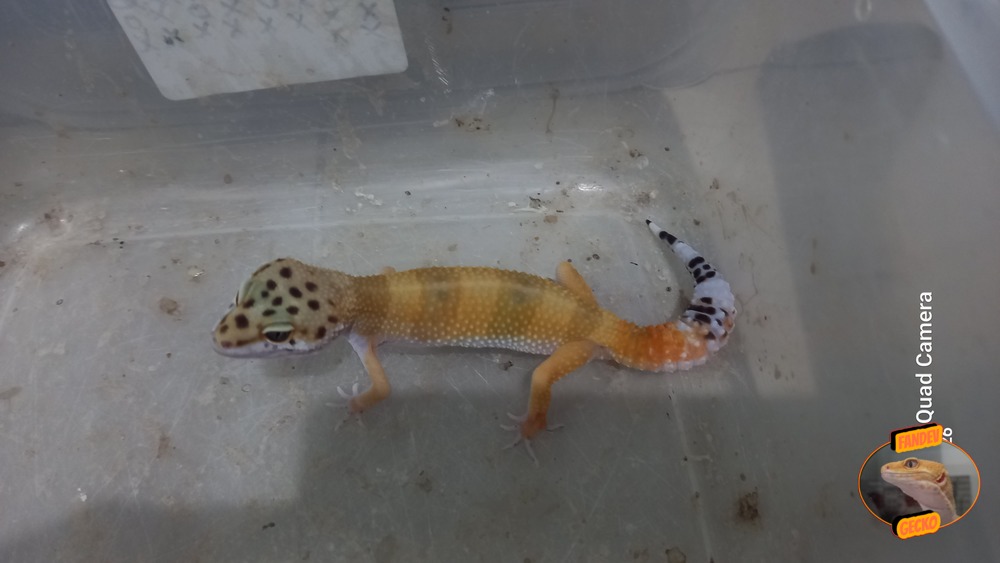 SHTCTB p Giant h Tremper