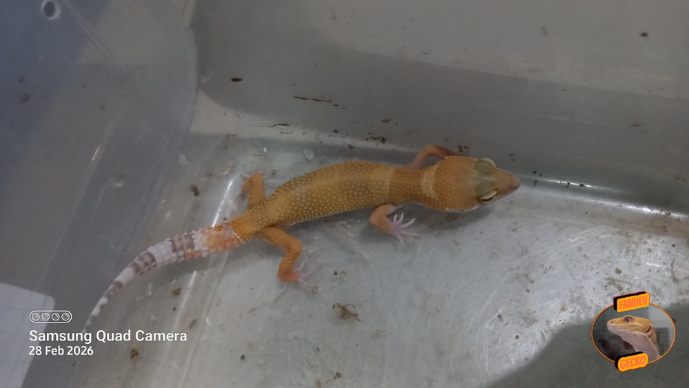 Sunglow Tremper Lavender p Giant Albino