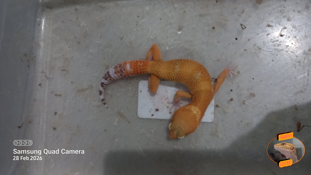 SHTCTB p Giant h Tremper