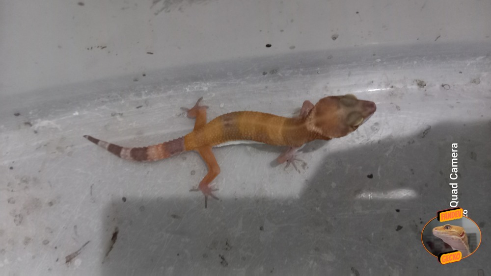 Sunglow Tremper Lavender p Giant Albino