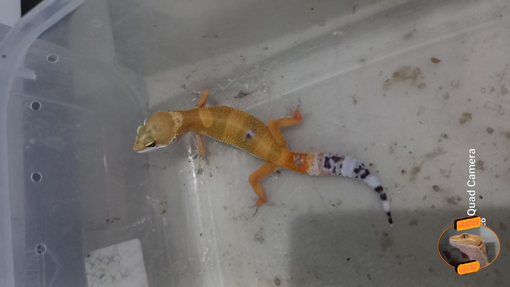 Sunglow Tremper Lavender p Giant Albino