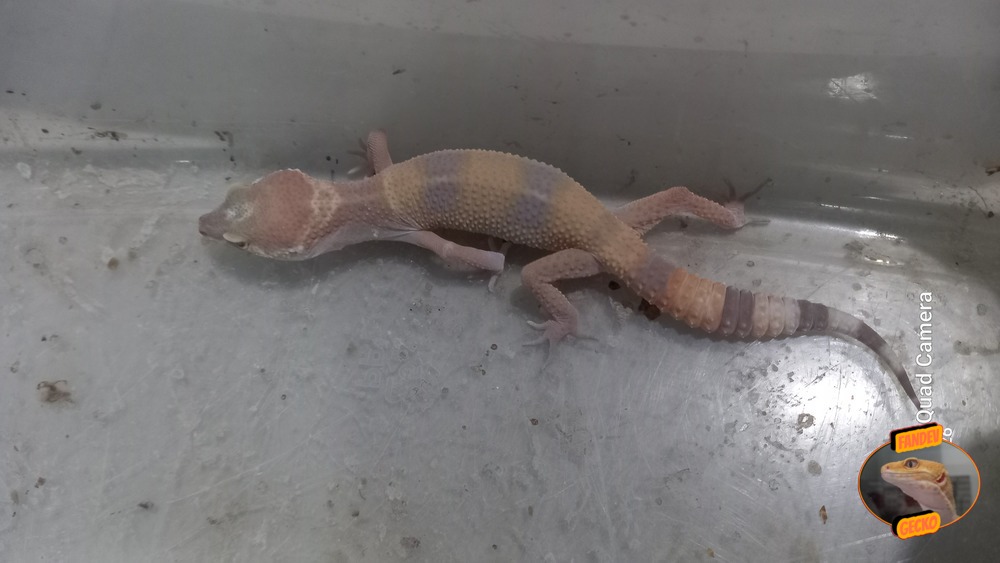 Sunglow Tremper Lavender p Giant Albino