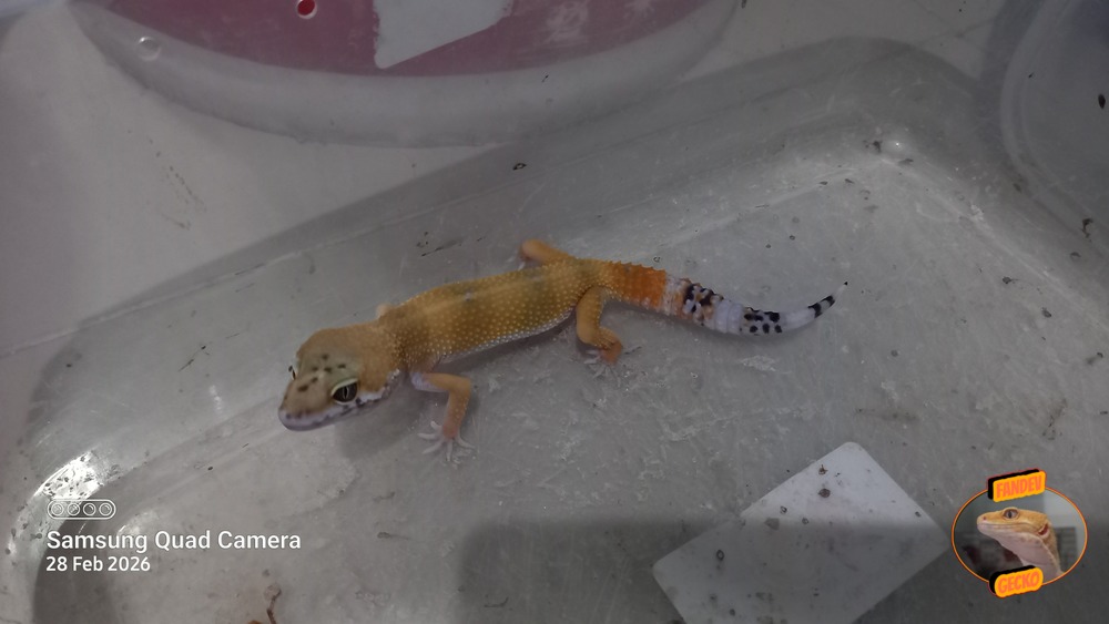 SHTCTB p Giant h Tremper