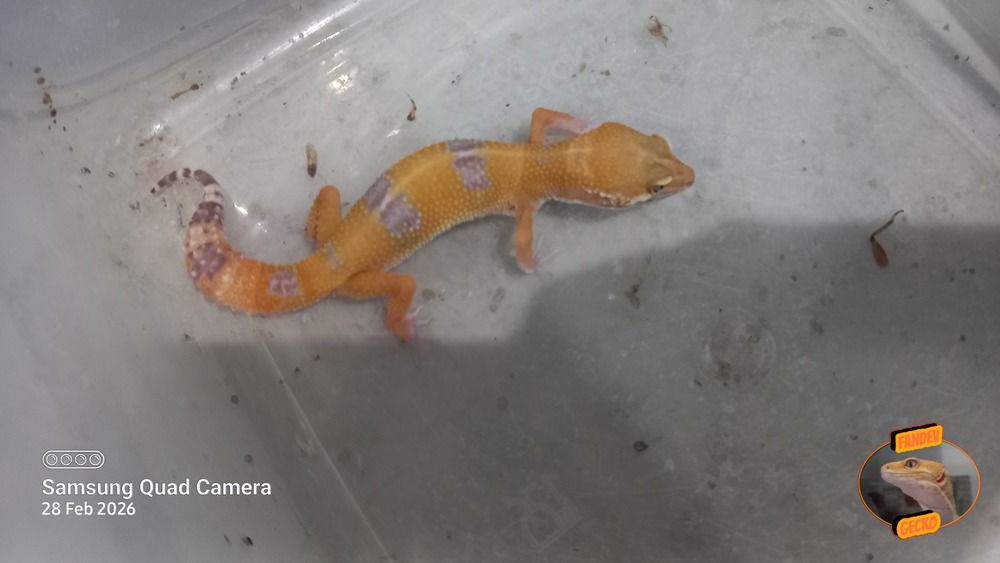 Sunglow Tremper Lavender p Giant Albino