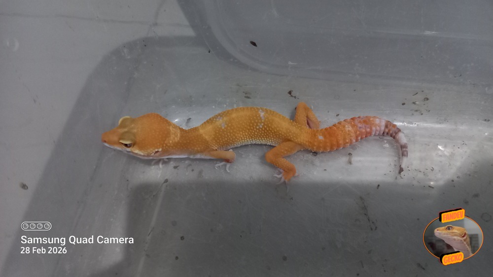 Sunglow Tremper Lavender p Giant Albino