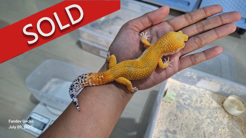 SHTCTB p Giant h Tremper