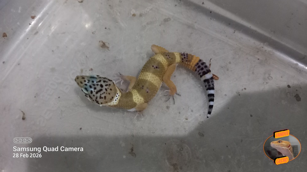 Blacknight Hypo Tangerine p Giant h Tremper