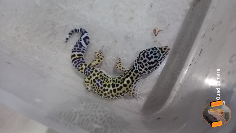 Blacknight Macksnow h Tremper