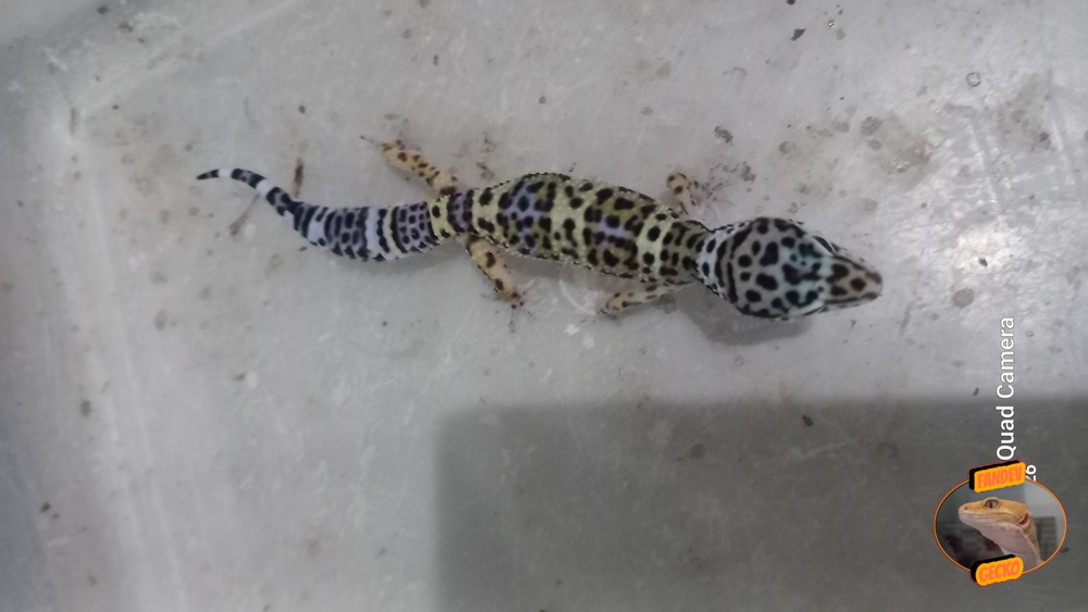 Blacknight Macksnow h Tremper