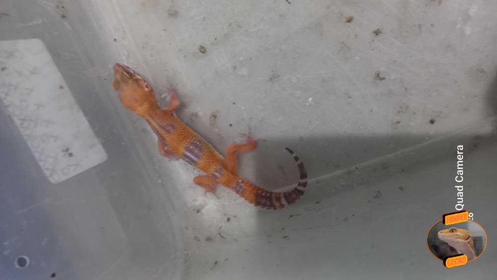 Sunglow Tremper Lavender p Giant Albino