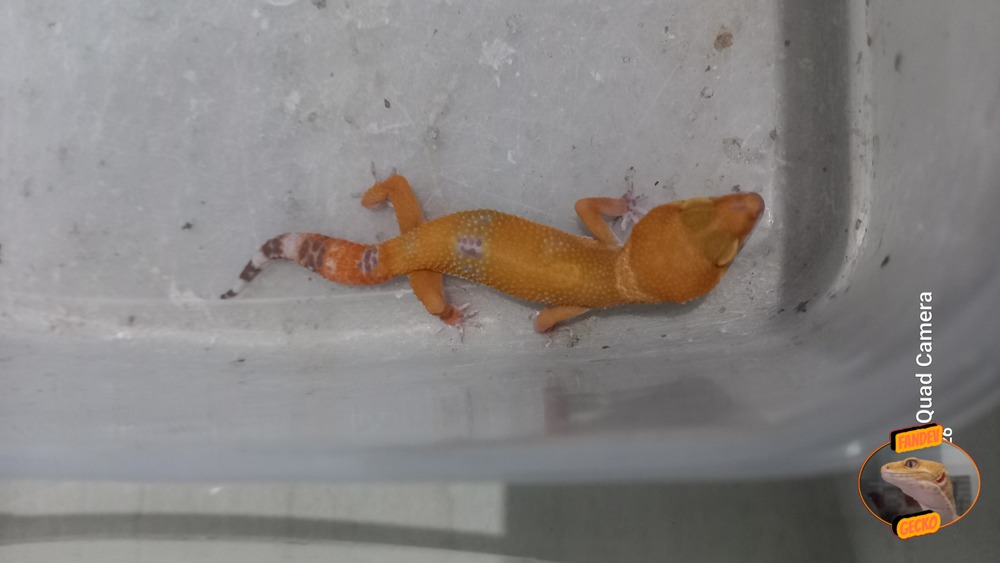 Sunglow Tremper Lavender p Giant Albino