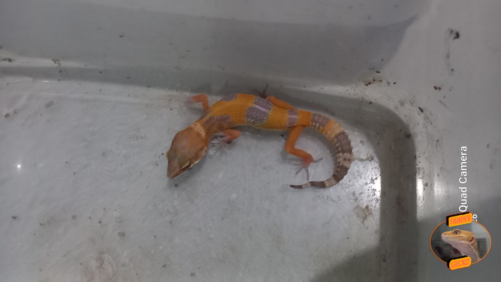 Sunglow Tremper Lavender p Giant Albino