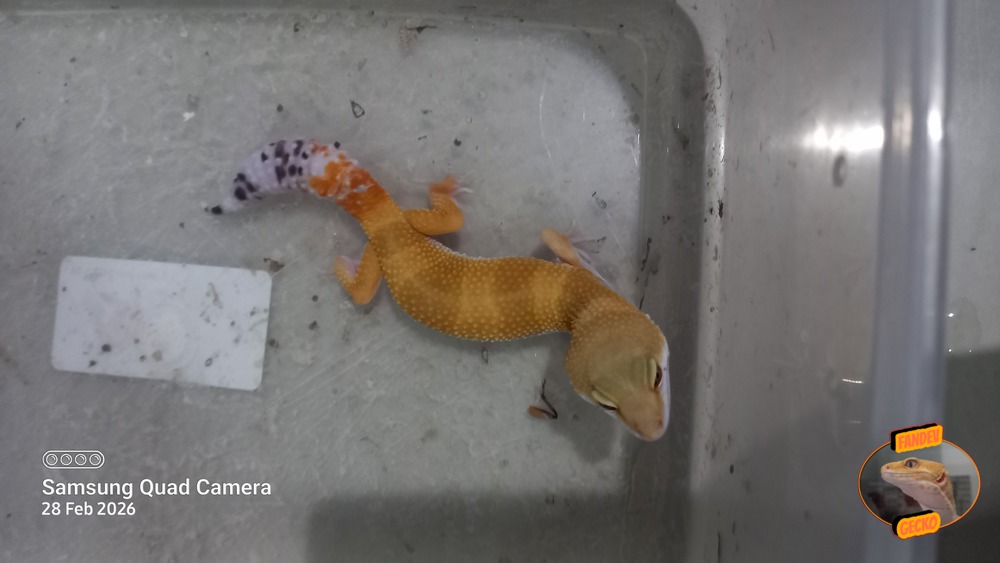 SHTCTB p Giant h Tremper