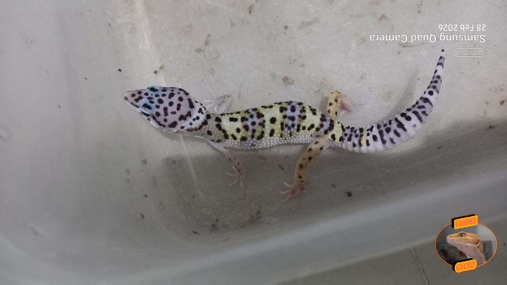 Blacknight Macksnow h Tremper