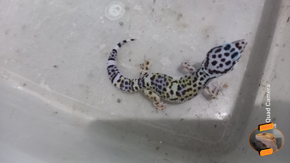 Blacknight Macksnow h Tremper