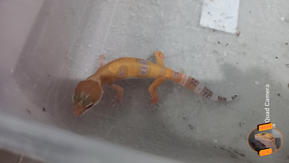 Sunglow Tremper Lavender p Giant Albino