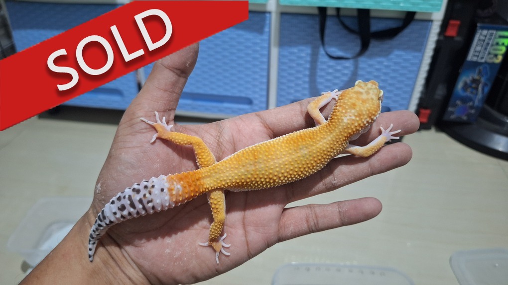 SHTCT p Giant h Tremper