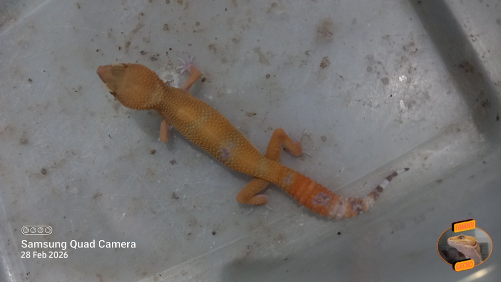 Sunglow Tremper Lavender p Giant Albino