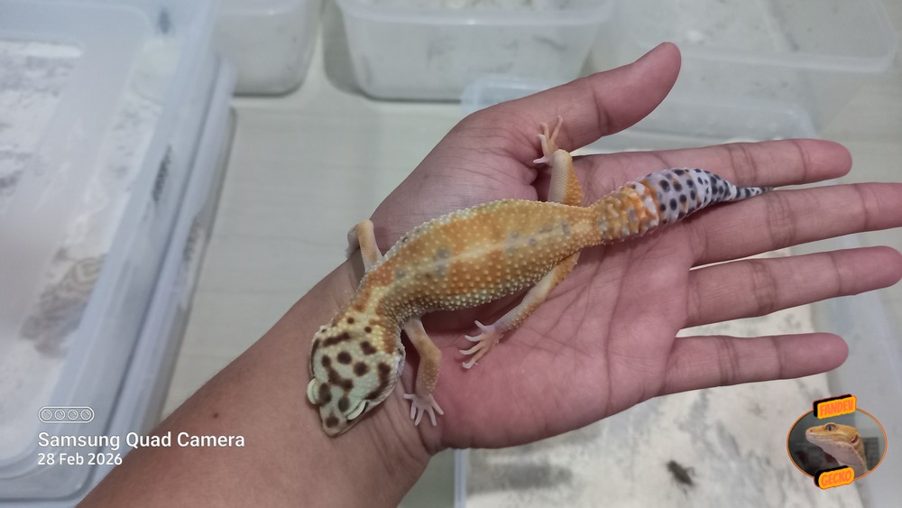 Hypo Emerine h Eclipse ph Tremper 