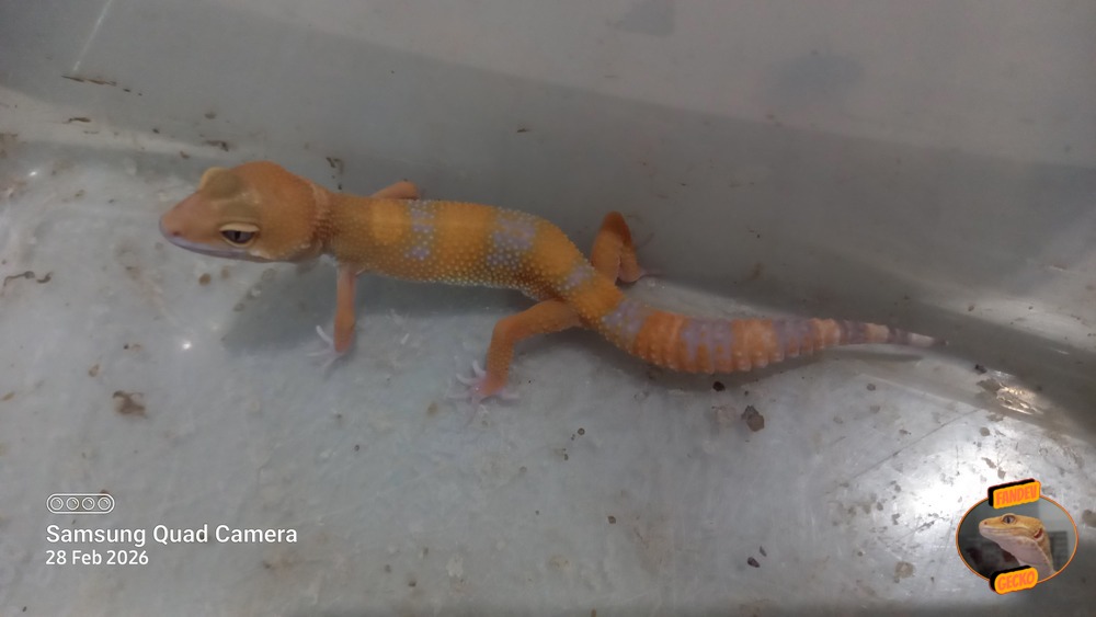 Sunglow Tremper Lavender p Giant Albino