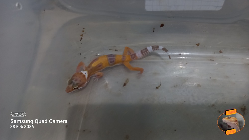 Sunglow Tremper Lavender p Giant Albino