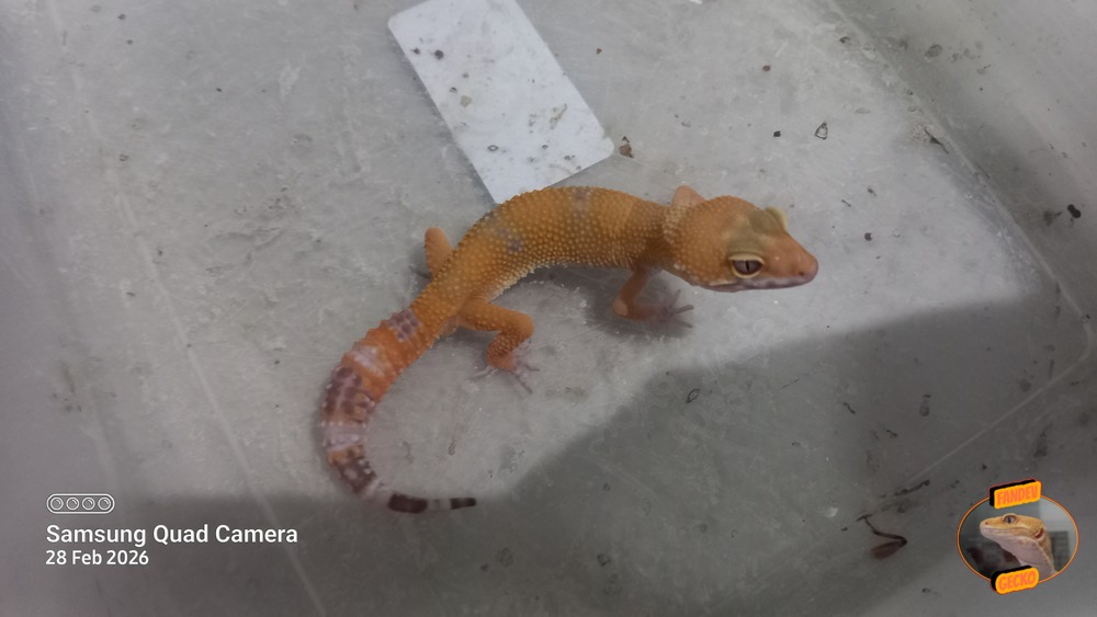 Sunglow Tremper Lavender p Giant Albino