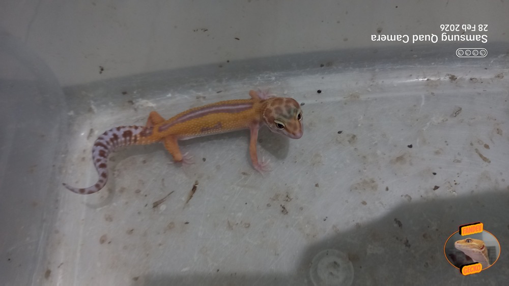 Macksnow Aptor h Eclipse Tremper Albino