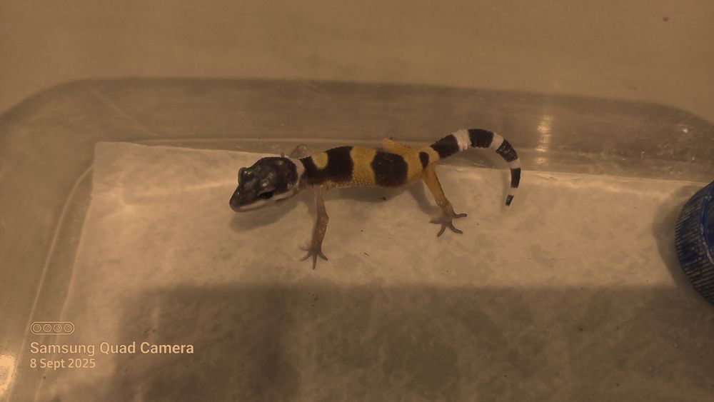 SHTCTB p Giant h Tremper