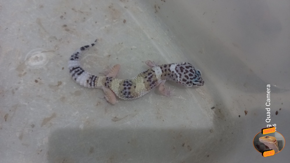 Macksnow h Eclipse h Tremper