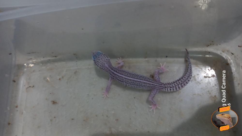 Super Snow Eclipse (Pied) h Tremper