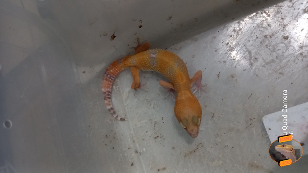 Sunglow Tremper Lavender p Giant Albino