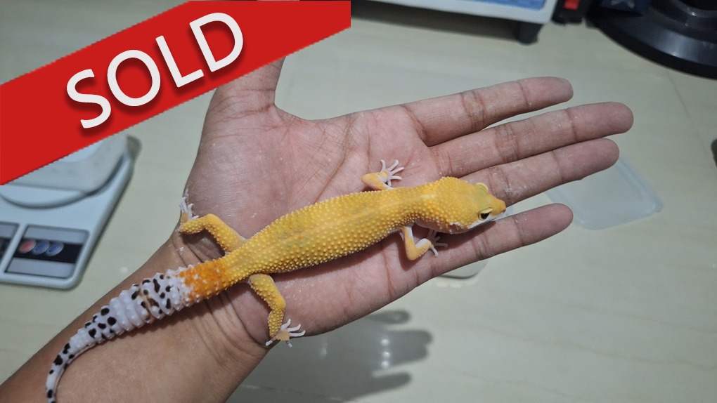 SHTCTB p Giant h Tremper