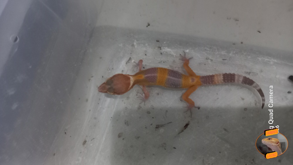 Sunglow Tremper Lavender p Giant Albino