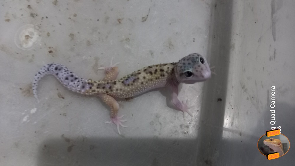 Macksnow Eclipse h Tremper